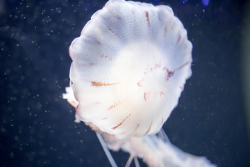 Obraz na płótnie Canvas Blurry white colored jelly fishes floating on waters with long tentacles. White Pacific sea nettle