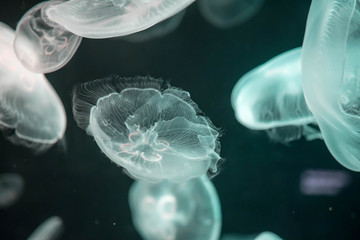 Blurry Colorful Jellyfishes floating on waters. Green Moon jellyfish Aurelia aurita