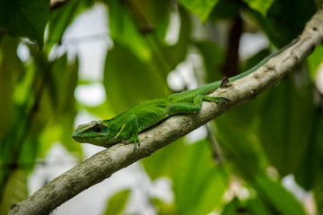 Cuban Chipojo