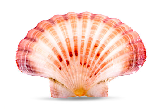 sea shell an isolated on white background