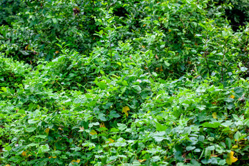 Green leaf tone in natue for background