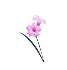 Colorful sweet pink waterkanon or ruellia tuberosa blooming flower with green leaf isolated on white background