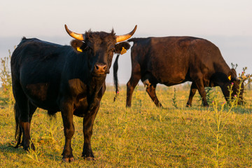 Black bull on a summer pasture