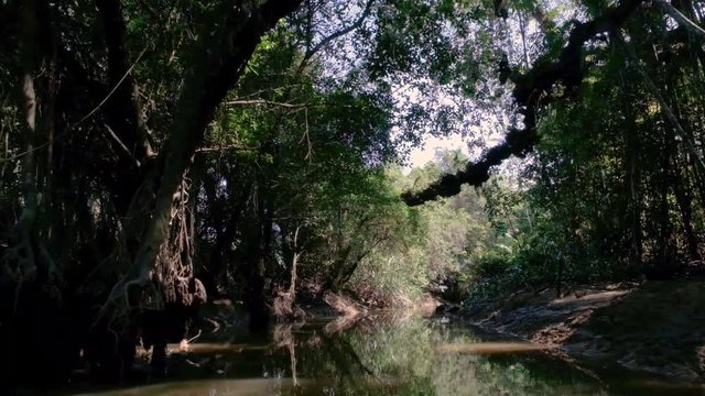  the Little Amazon in phang nga, Thailand. a hidden Banyan Tree forest. the canopy of the giant Banyan Tree forest is peaceful and serene.