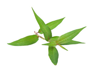 Vietnamese mint isolated on white background