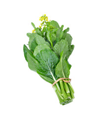 Brassica rapa on white background