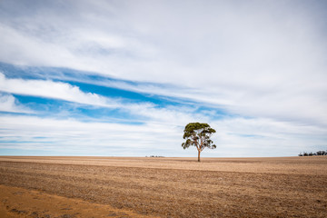 Lone Tree in a harvested field
