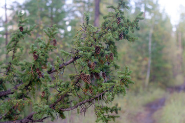 A thick branch of spruce with needles and cones hangs on the road in the Northern taiga forest of Yakutia.