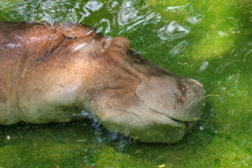 Hippo sleep in water  at thailand