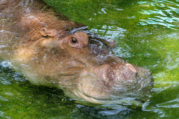 Hippo sleep in water and open eye at thailand