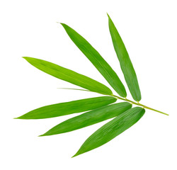 Bamboo leaf isolate on white background