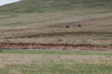 Fototapeta na wymiar Herd of sheep moving around the meadow field.