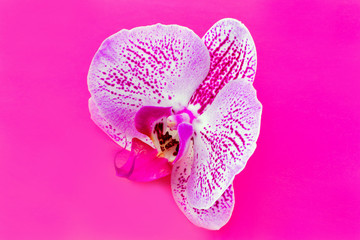 Orchid. One large rose Orchid flower on a bright pink background. Horizontal photography