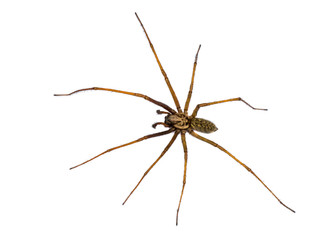 Giant house spider isolated on white background