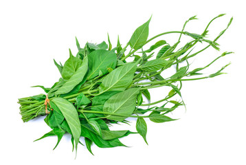 Gumnema inodorum (Lour.) Decne., Drug treatment for diabetes