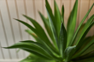 Fototapeta na wymiar Agave Plant