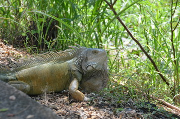 Iguana lovers
