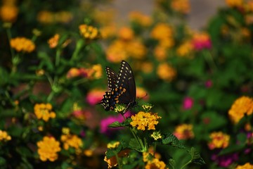 Butterfly in a Garden