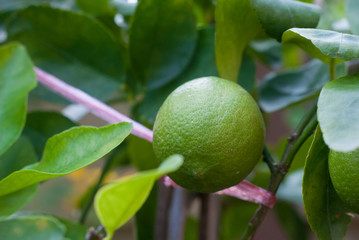 Big lime hanging on its branch in the lime garden