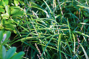 Green fresh glass shine by morning sunshine looks lively and soothing, nature background