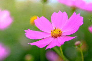 Obraz premium 鮮やかなコスモス