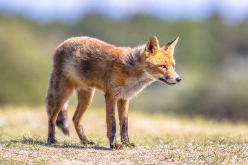 Naklejka na ściany i meble Red Fox in natural habitat