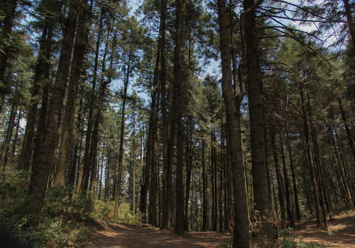 La Marquesa National Park, with the official name "Parque Nacional Insurgente Miguel Hidalgo y Costilla" is a National park in the State of Mexico, in central Mexico.