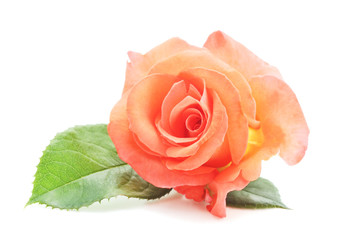 Fototapeta premium Beautiful orange roses.