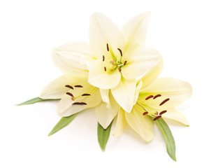 Fototapeta na wymiar Three white lilies.