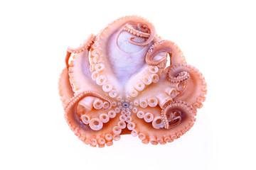 Octopus on a white background