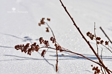 branch of tree in winter