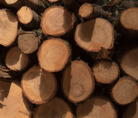 Cross section of tree trunks background pattern