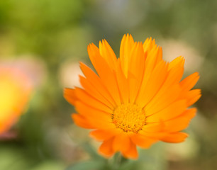 Petals of Calendula. Calendula species have been used in cooking for centuries. The flowers were a common ingredient in German soups and stews