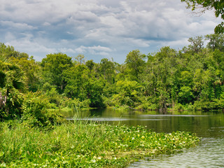 An amazing walk around Wekiwa Springs state park