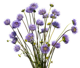 Bouquet of purple wild flowers on white background