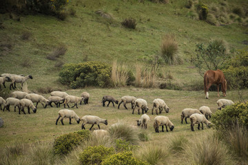  flock of sheep in a beautiful green area