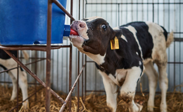 Young Calves On The Farm