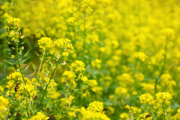 yellow mustard flowers with bee