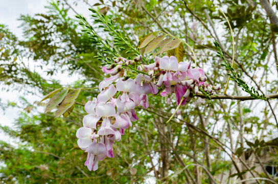 Flowers Of Gliricidia Sepium