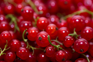 Bio, home growth red currants close up macro shot, image for background.