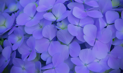 Blue Hydrangea flower (Hydrangea macrophylla) background.