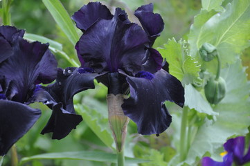 Bearded Iris 2