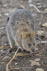 Cute Quokkas foraging and feeding on Rottnest Island in Western Australia