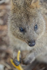 Obraz premium Cute Quokkas foraging and feeding on Rottnest Island in Western Australia