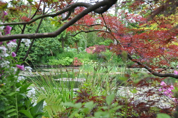 Pond Through Trees