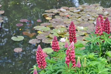 Flowers On Pond