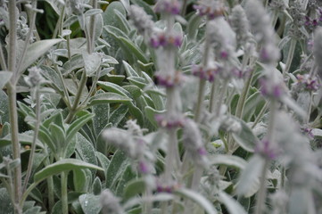 Lambs Ear 