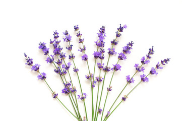 Lavender flowers isolated on white