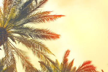 Fototapeta na wymiar Date palm trees against sunset sky. Beautiful nature background for posters, cards, blogs and web design. Toned effect