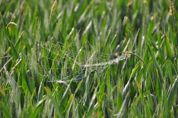 Wheat With Spiderweb